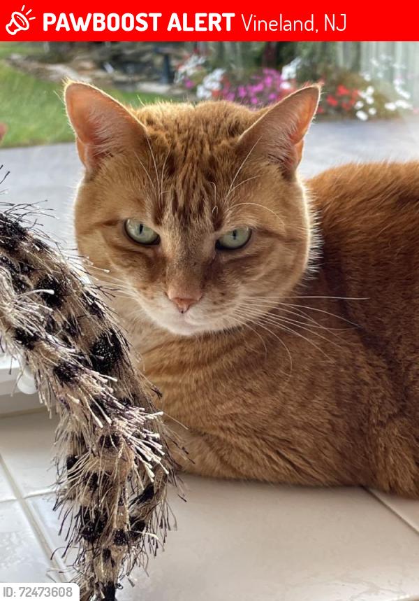 Lost Female Cat last seen E. PARK AVE NEAR MAIN ROAD , Vineland, NJ 08360