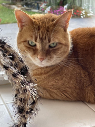Lost Female Cat last seen E. PARK AVE NEAR MAIN ROAD , Vineland, NJ 08360
