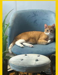 Lost Male Cat last seen 73rd & Vincennes, Chicago, IL 60621