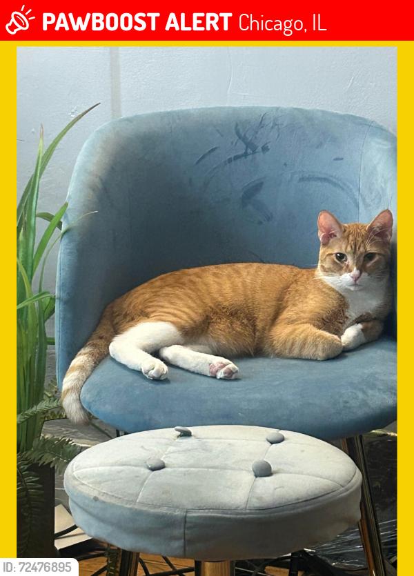 Lost Male Cat last seen 73rd & Vincennes, Chicago, IL 60621
