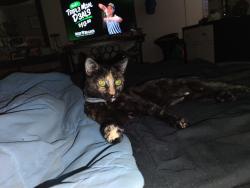 Lost Female Cat last seen sun village mobile  park, Seminole, FL 33772