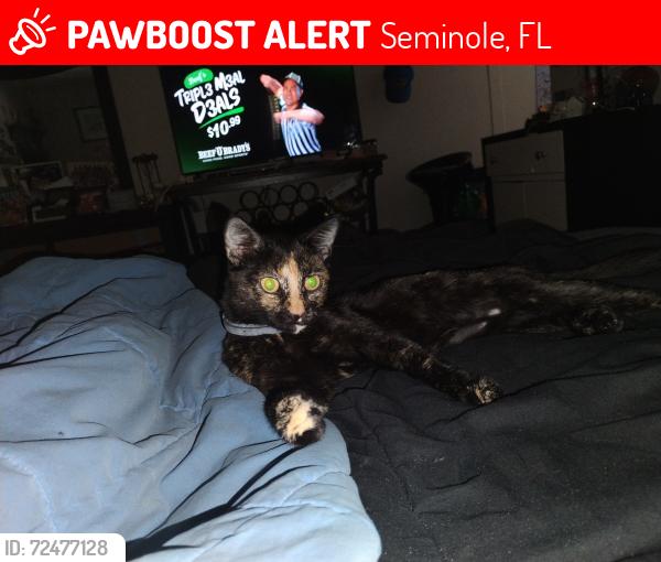 Lost Female Cat last seen sun village mobile  park, Seminole, FL 33772