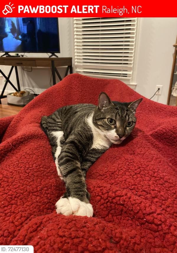 Lost Male Cat last seen Lartchwood, Raleigh, NC 27609