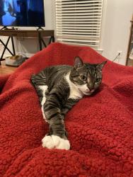 Lost Male Cat last seen Lartchwood, Raleigh, NC 27609