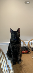 Lost Female Cat last seen Andrew’s and Linden Oak Dr, Memphis, TN 38135