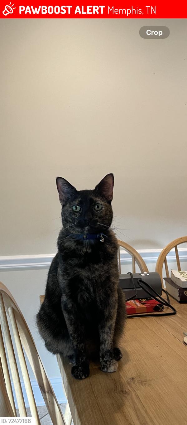 Lost Female Cat last seen Andrew’s and Linden Oak Dr, Memphis, TN 38135