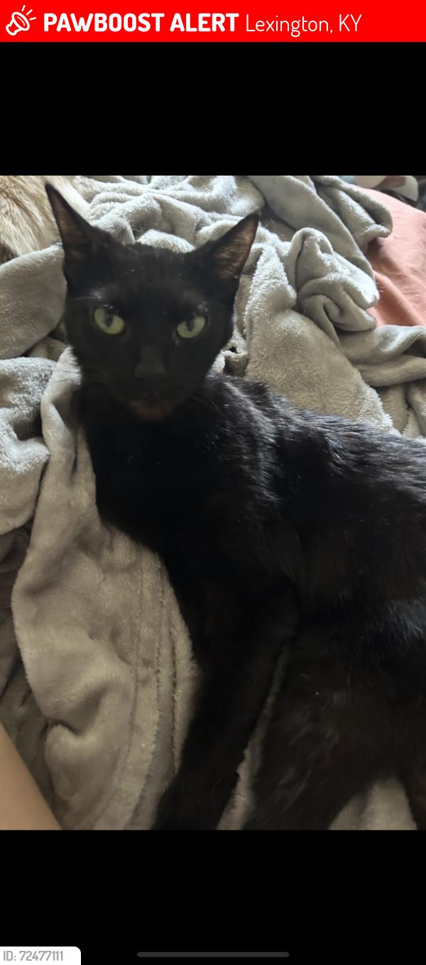 Lost Female Cat last seen Newtown Pike, Lexington, KY 40508