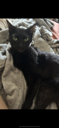 Lost Female Cat last seen Newtown Pike, Lexington, KY 40508
