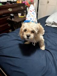 Lost Female Dog last seen N Comal Street, San Antonio, TX 78207