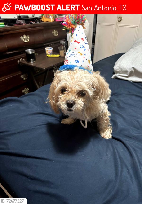 Lost Female Dog last seen N Comal Street, San Antonio, TX 78207
