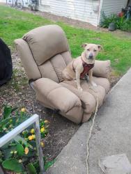 Lost Female Dog last seen Quality foods/ Woodlawn ave , Winder, GA 30680