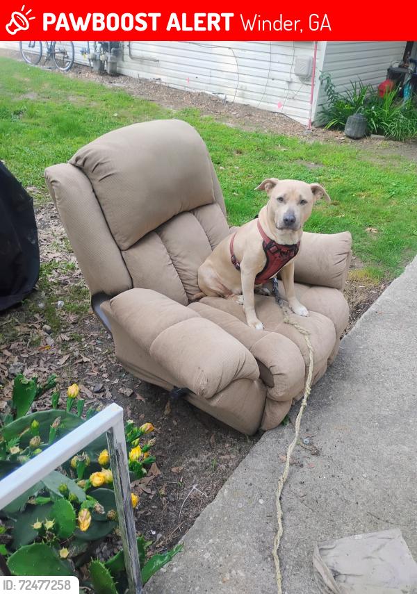 Lost Female Dog last seen Quality foods/ Woodlawn ave , Winder, GA 30680