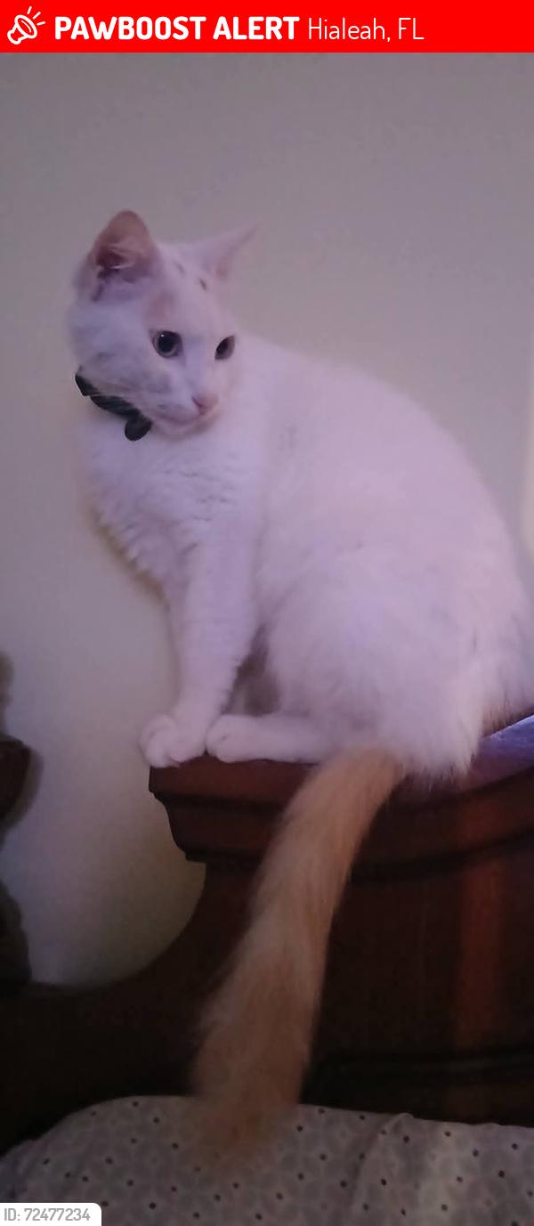 Lost Male Cat last seen Lejune y 7th PL , Hialeah, FL 33010