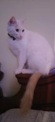 Lost Male Cat last seen Lejune y 7th PL , Hialeah, FL 33010