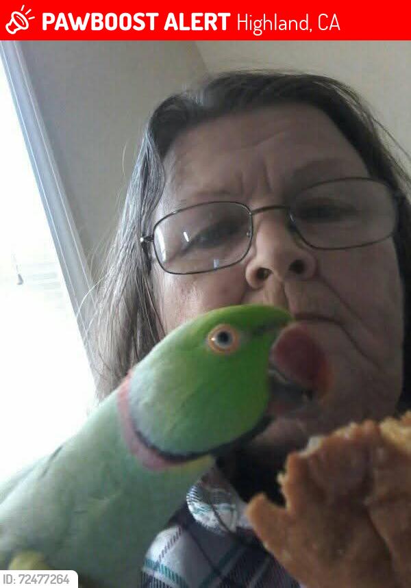 Lost Male Bird last seen On Date in neighbors tree , Highland, CA 92346