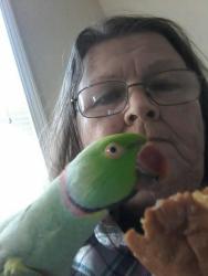 Lost Male Bird last seen On Date in neighbors tree , Highland, CA 92346