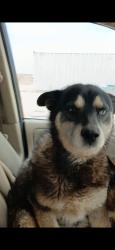 Lost Male Dog last seen Ave G /90th st east lancaster california , Lancaster, CA 93535