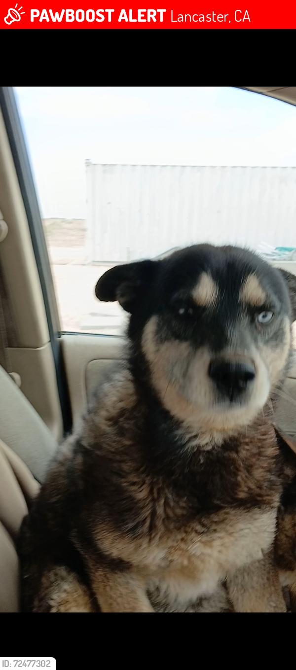 Lost Male Dog last seen Ave G /90th st east lancaster california , Lancaster, CA 93535