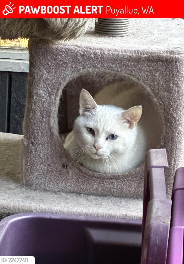 Lost Male Cat last seen 110th street, Puyallup, WA 98374