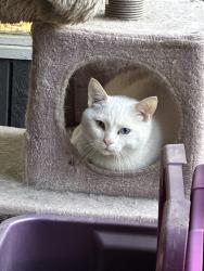 Lost Male Cat last seen 110th street, Puyallup, WA 98374