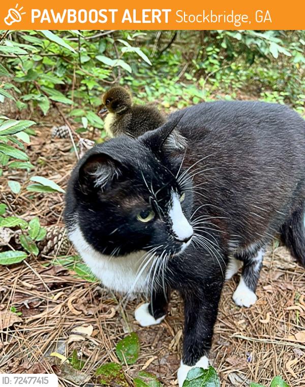 Found/Stray Male Cat last seen Laurel Lane & Cedar Lane , Stockbridge, GA 30281