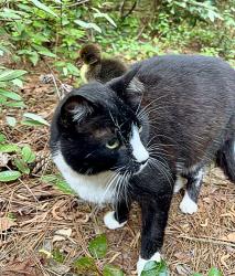 Found/Stray Male Cat last seen Laurel Lane & Cedar Lane , Stockbridge, GA 30281