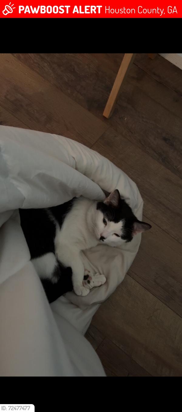 Lost Male Cat last seen Bear branch rd in Kathleen ga, Houston County, GA 31047