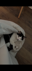 Lost Male Cat last seen Bear branch rd in Kathleen ga, Houston County, GA 31047