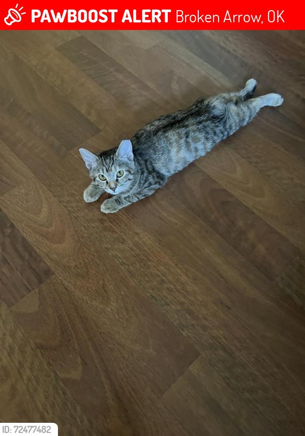 Lost Female Cat last seen 81st 129th, Broken Arrow, OK 74012