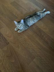 Lost Female Cat last seen 81st 129th, Broken Arrow, OK 74012