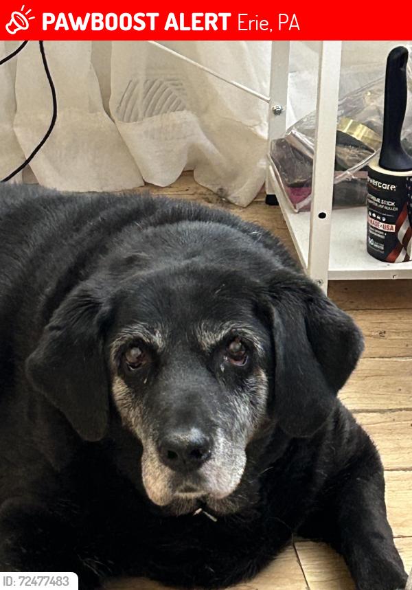 Lost Female Dog last seen East 38 st and Zimmerman rd, Erie, PA 16510