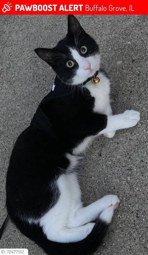 Lost Male Cat last seen Deerfield PKWY and Fabish, Buffalo Grove, IL 60089