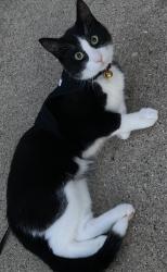 Lost Male Cat last seen Deerfield PKWY and Fabish, Buffalo Grove, IL 60089