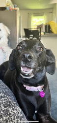 Lost Female Dog last seen I-24 MM 13, Adams, TN 37010