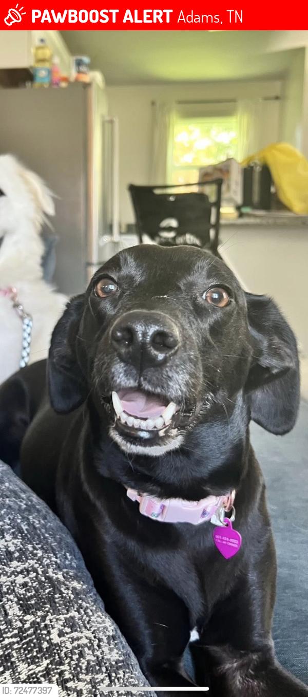 Lost Female Dog last seen I-24 MM 13, Adams, TN 37010