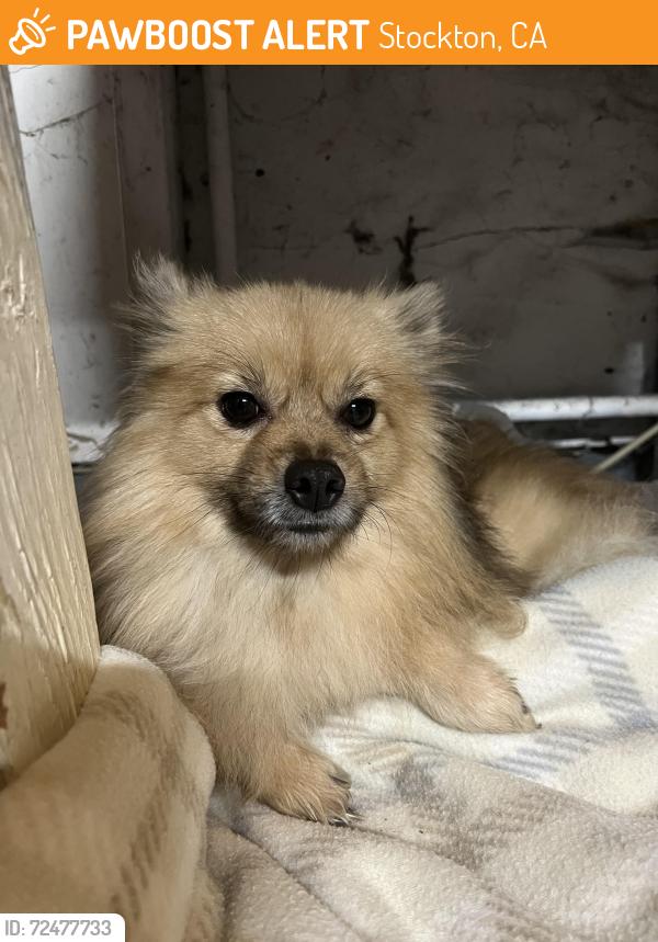 Found/Stray Unknown Dog last seen Goya Dr and Villa Dr, Stockton, CA 95207