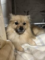 Found/Stray Unknown Dog last seen Goya Dr and Villa Dr, Stockton, CA 95207