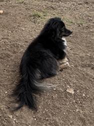 Lost Male Dog last seen Woodlake elementary school, San Antonio, TX 78244
