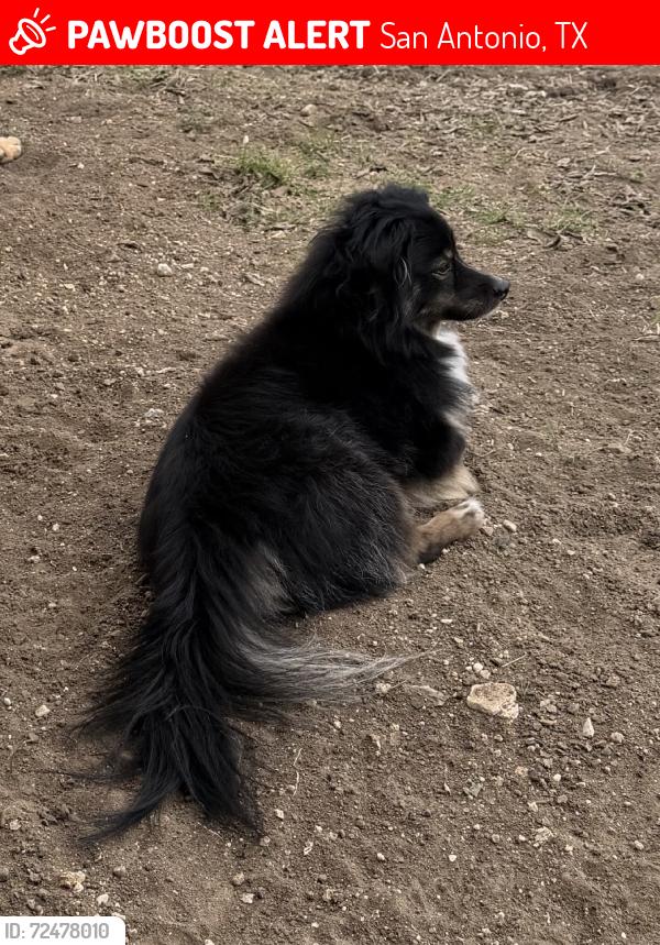 Lost Male Dog last seen Woodlake elementary school, San Antonio, TX 78244