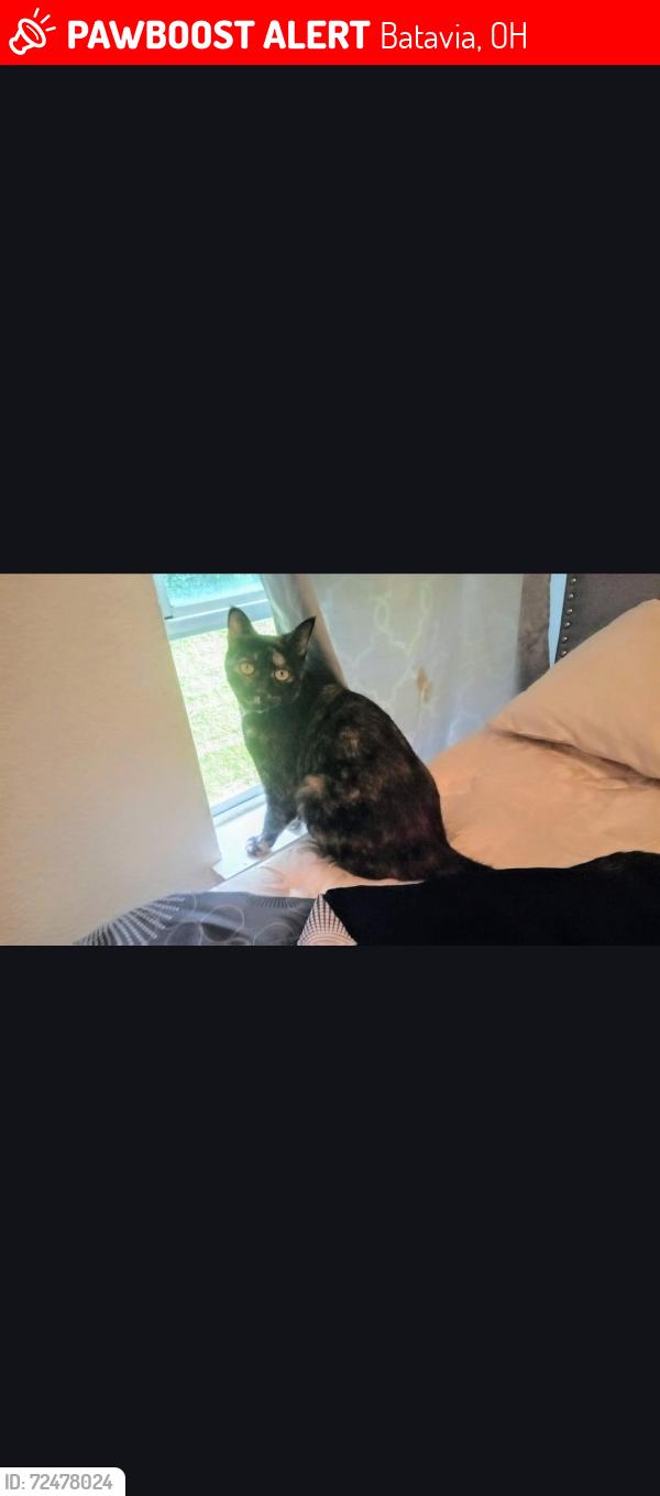Lost Female Cat last seen Near state route 50, Batavia, OH 45103