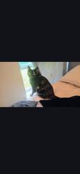 Lost Female Cat last seen Near state route 50, Batavia, OH 45103