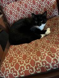 Lost Male Cat last seen Fir Villa/ Miller Ave Area, Dallas, OR 97338