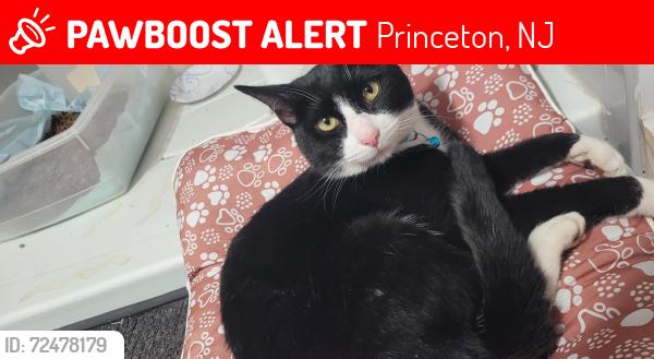 Lost Male Cat last seen C Road , Princeton , New Jersey , Princeton, NJ 08540