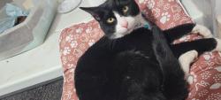 Lost Male Cat last seen C Road , Princeton , New Jersey , Princeton, NJ 08540