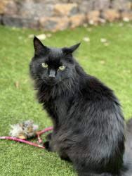 Lost Male Cat last seen West centennial pkwy & valley, North Las Vegas, NV 89031