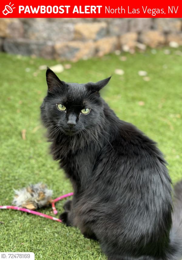Lost Male Cat last seen West centennial pkwy & valley, North Las Vegas, NV 89031