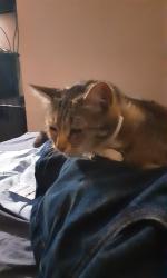 Lost Female Cat last seen Andrew street,, Riverside, CA 92503