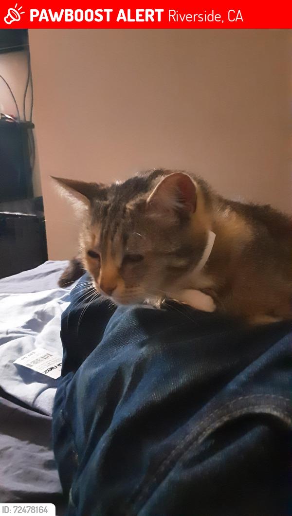 Lost Female Cat last seen Andrew street,, Riverside, CA 92503