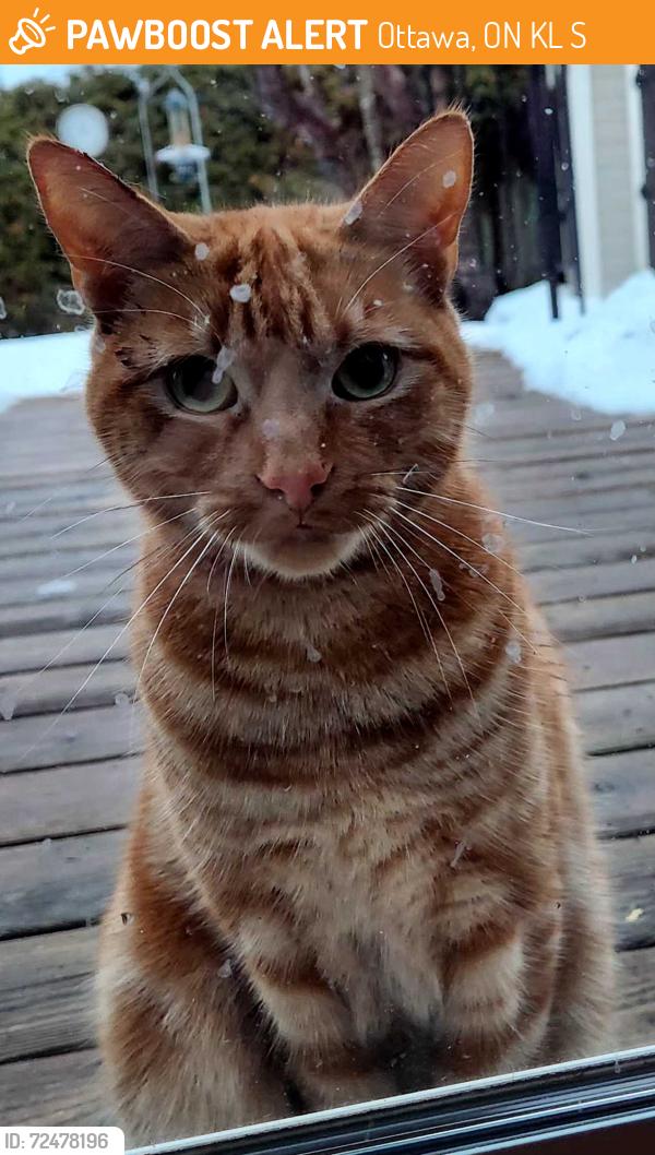 Found/Stray Male Cat last seen Corner of Hewitt and Pickford dr in Kanata, Ottawa, ON K2L 3S1