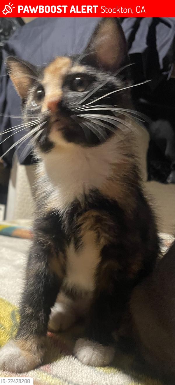 Lost Female Cat last seen Fst , Stockton, CA 95205